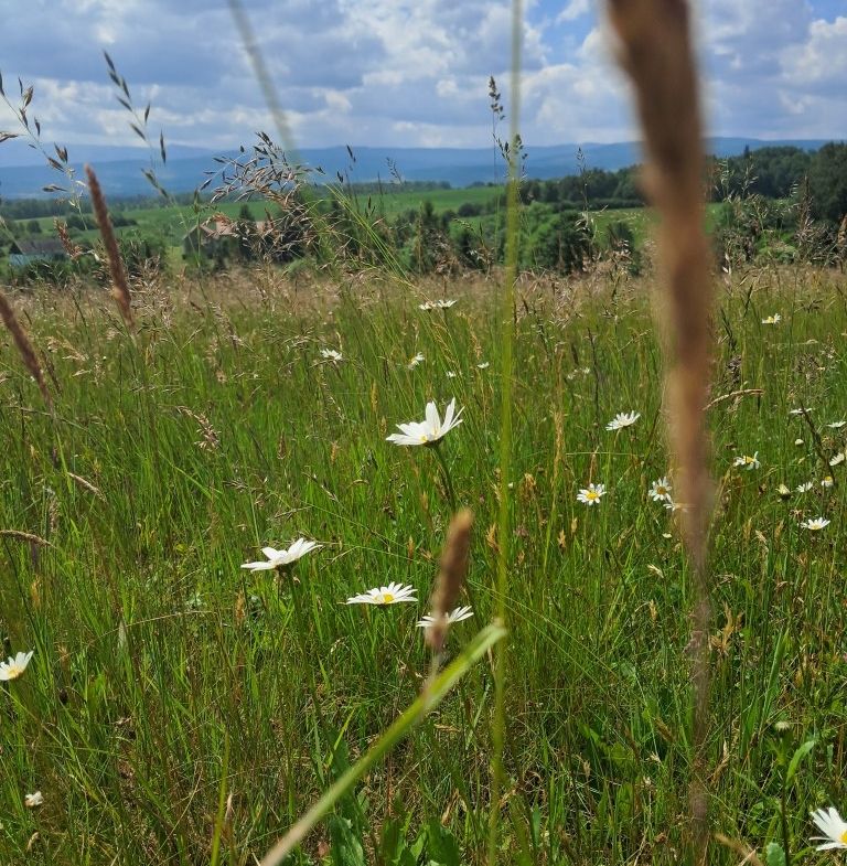 4,5 ha z domem i stodołą z pięknymi widokami.