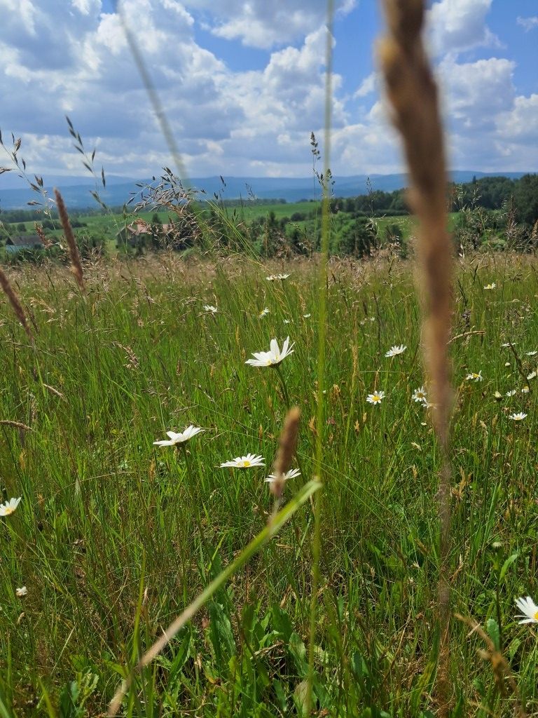 4,5 ha z domem i stodołą z pięknymi widokami.